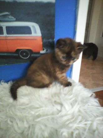 bkh zimt mädel  wartet  auf  ein  gutes  zuhause