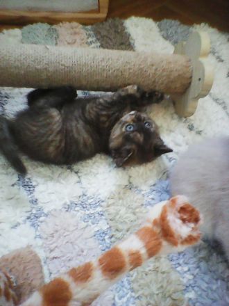 bkh zimt mädel  wartet  auf  ein  gutes  zuhause