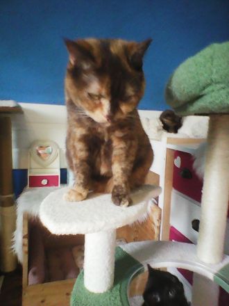 bkh zimt mädel  wartet  auf  ein  gutes  zuhause