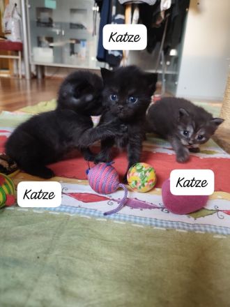 BKH Maine coon kitten