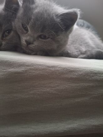 BKH Chartreux Kitten