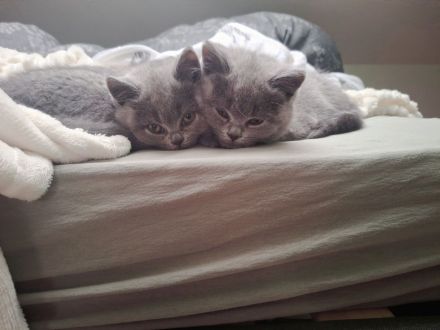 BKH Chartreux Kitten