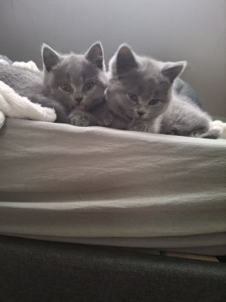 BKH Chartreux Kitten