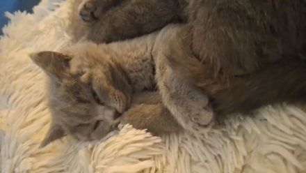 BKH Chartreux Kitten