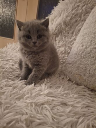 BKH Chartreux Kitten