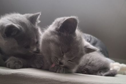 BKH Chartreux Kitten