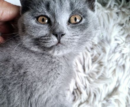 BKH Chartreux Kitten
