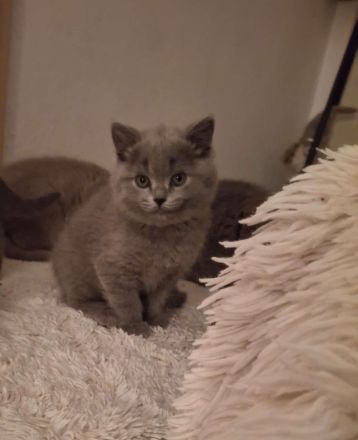 BKH Chartreux Kitten
