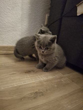 BKH Chartreux Kitten