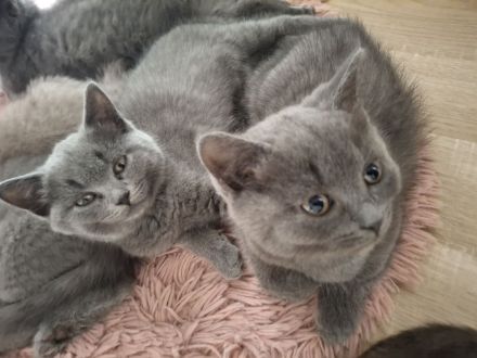 BKH Chartreux Kitten