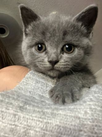 BKH Chartreux Kitten