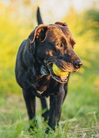 Shiva - liebevolles Zuhause gesucht