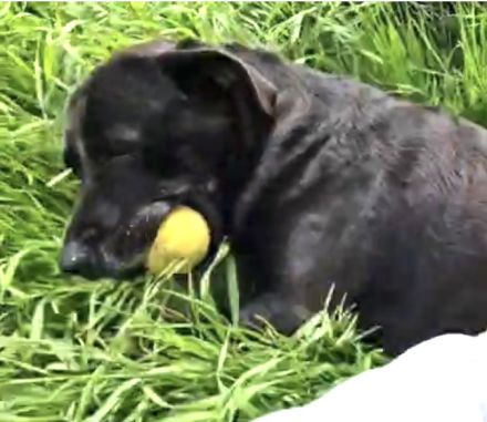 Shiva - liebevolles Zuhause gesucht