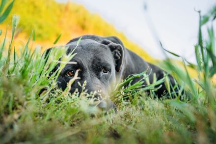 Shiva - liebevolles Zuhause gesucht