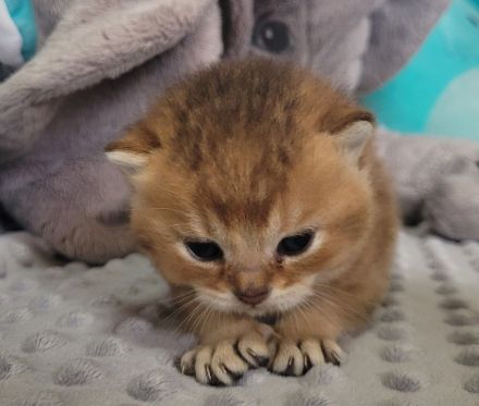 BKH Kitten mit Stammbaum in Golden Tabby Ticked