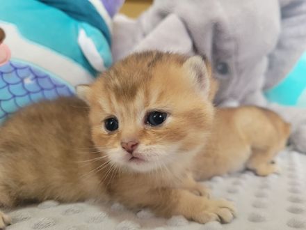 BKH Kitten mit Stammbaum in Golden Tabby Ticked