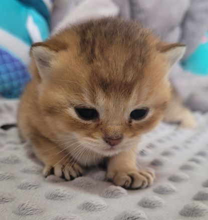 BKH Kitten mit Stammbaum in Golden Tabby Ticked