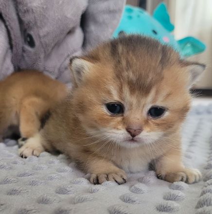 BKH Kitten mit Stammbaum in Golden Tabby Ticked