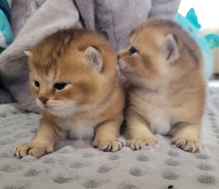 BKH Kitten mit Stammbaum in Golden Tabby Ticked