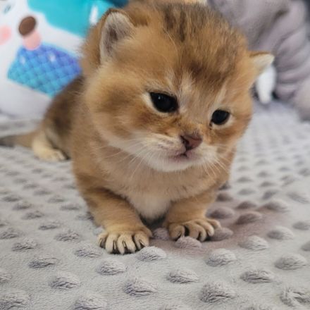 BKH Kitten mit Stammbaum in Golden Tabby Ticked