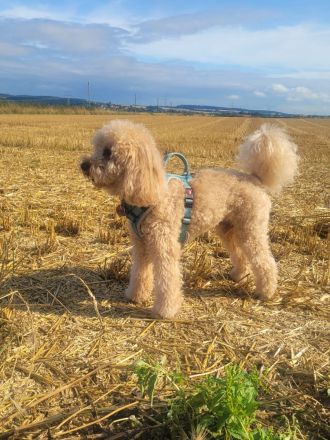 Mini Labradoodle Welpen