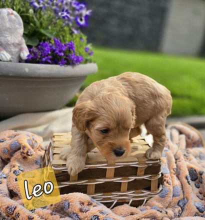 Mini Labradoodle Welpen