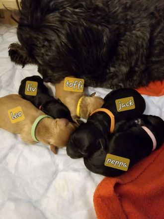 Mini Labradoodle Welpen