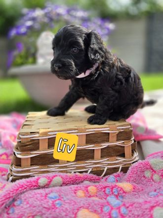 Mini Labradoodle Welpen