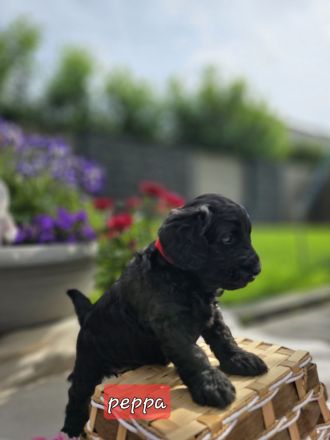 Mini Labradoodle Welpen