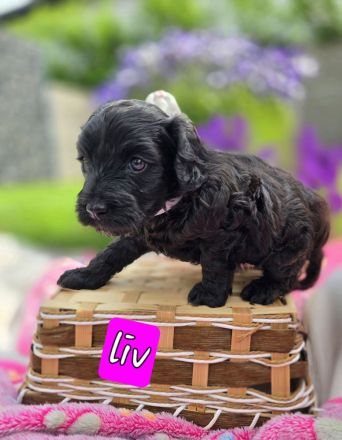 Mini Labradoodle Welpen
