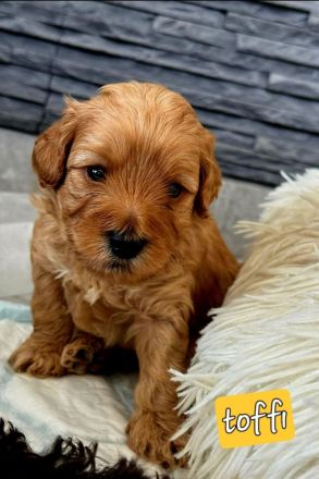Mini Labradoodle Welpen