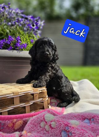 Mini Labradoodle Welpen