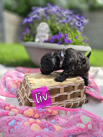 Mini Labradoodle Welpen