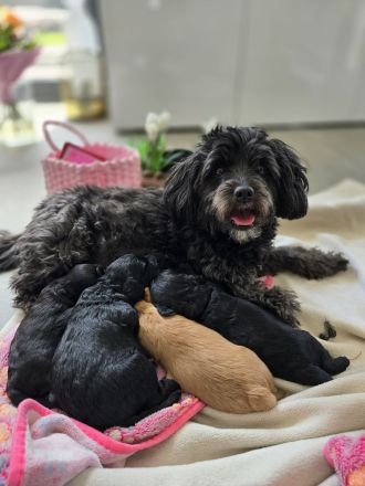 Mini Labradoodle Welpen