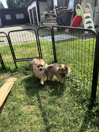 Zwergspitz Pomeranian Welpen