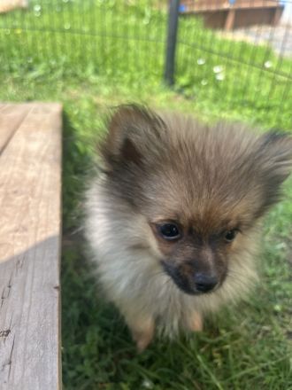 Zwergspitz Pomeranian Welpen