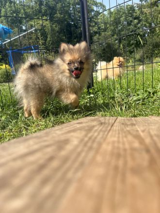 Zwergspitz Pomeranian Welpen