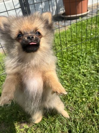 Zwergspitz Pomeranian Welpen