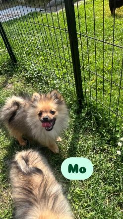 Zwergspitz Pomeranian Welpen