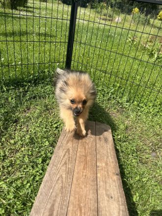 Zwergspitz Pomeranian Welpen