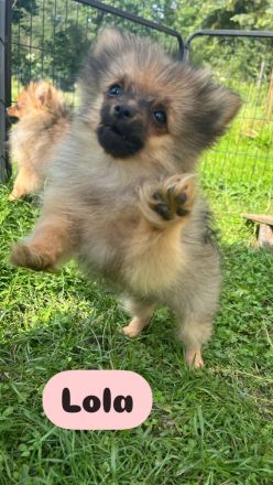 Zwergspitz Pomeranian Welpen