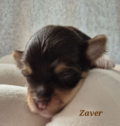 Havaneser Welpen in wunderschöne Farben mit Ahnentafel!