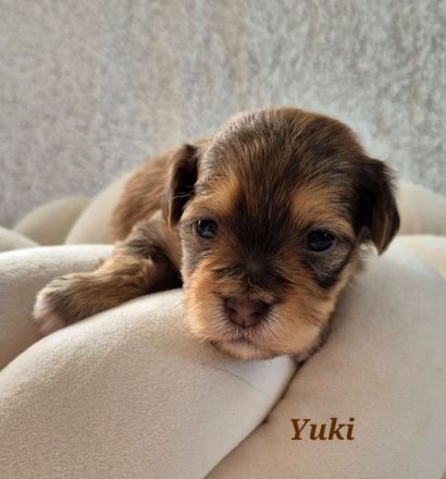 Havaneser Welpen in wunderschöne Farben mit Ahnentafel!