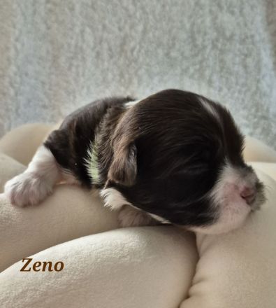 Havaneser Welpen in wunderschöne Farben mit Ahnentafel!