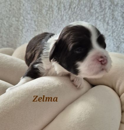 Havaneser Welpen in wunderschöne Farben mit Ahnentafel!