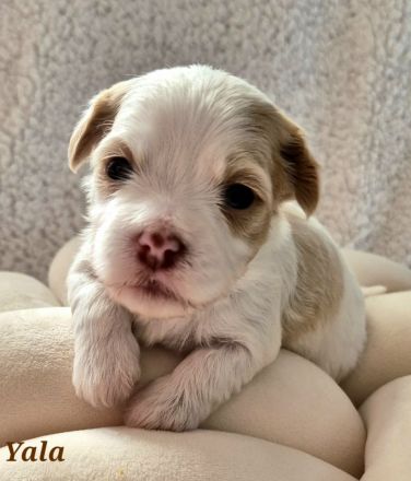 Havaneser Welpen in wunderschöne Farben mit Ahnentafel!