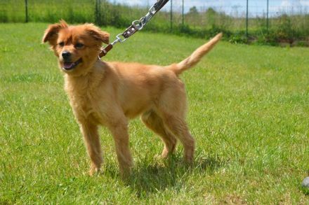 RISCHO, Spitz/Sheltie Mischling (kastriert) SGB 175,00 €