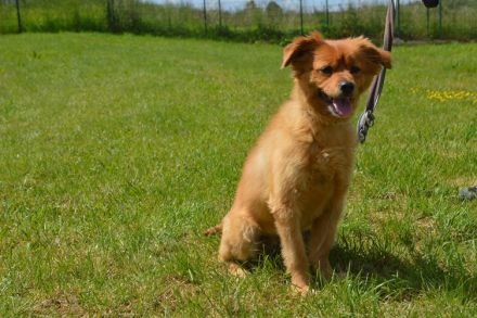 RISCHO, Spitz/Sheltie Mischling (kastriert) SGB 175,00 €