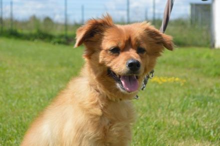 RISCHO, Spitz/Sheltie Mischling (kastriert) SGB 175,00 €