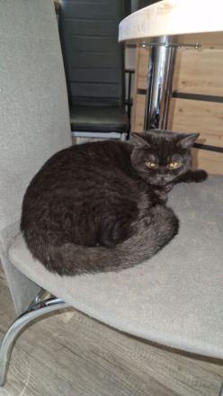 Weibliches BKH Kätzchen in liebevolle Hände abzugeben